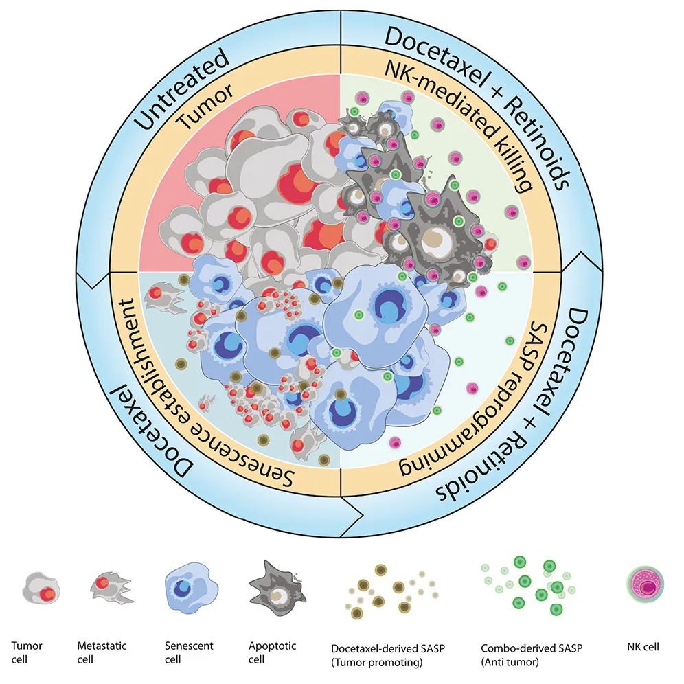 Cancer Cell：激活維A酸受體，可重編程衰老反應，增強NK細胞抗腫瘤活性